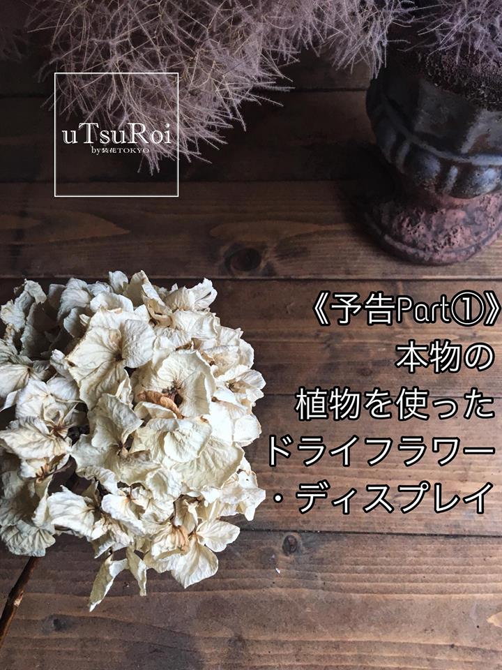 フラワー ディスプレイブランド Utsuroi 予告part 本物の植物を使ったドライフラワー ディスプレイ 装花tokyo Karin Sugiyama